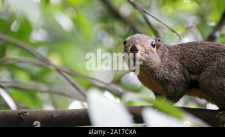 wild squirrel in a park in singapore Stock Photo