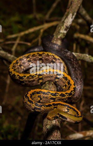 The Malayan racer (Coelognathus flavolineatus) from the island of ...