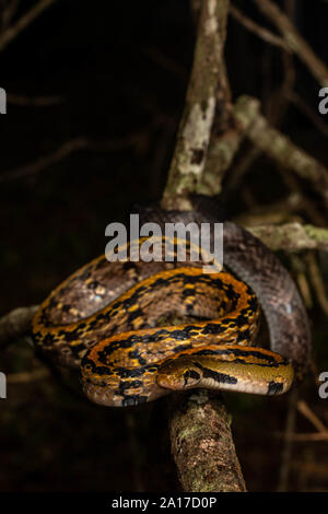 The Malayan racer (Coelognathus flavolineatus) from the island of ...