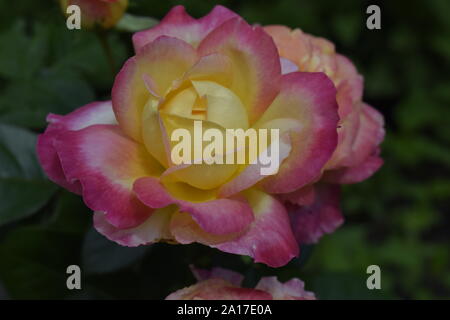 Multicolour roses with amazing combination. Pink rose close up with ...