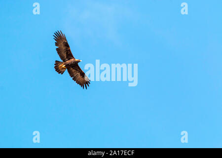 Golden eagle in flight high above the Rocky Mountains of Colorado Stock Photo