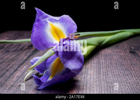 Diamond engagement ring on cut flowers Stock Photo