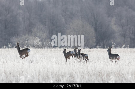 Roe deer pack running on frozen field Stock Photo