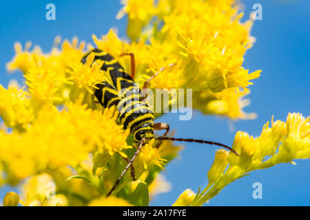 Locust Borer Beetle (Megacyllene robiniae) Stock Photo