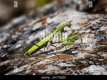 Green Praying Mantis Hunting For Insects Stock Photo