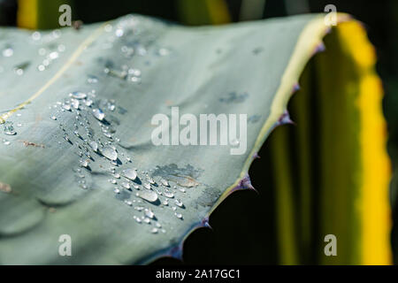 Creative macro colour photograph of many resting water droplets on succulent leaf (Agave Americana) with narrow depth of field. Stock Photo