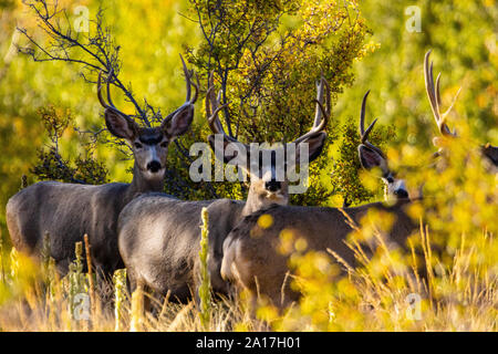 Herd of mule deer bucks as the color of autumn approaches in the background Stock Photo