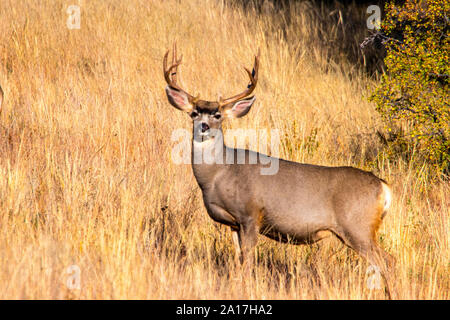 Three buck mule deer enjoying a sunrise on a beautiful Colorado early autumn day Stock Photo