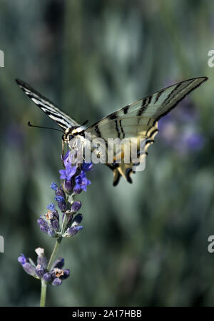 Sail Swallowtail Butterfly (Iphiclides podalirius) Sitting On Purple Flower And Feeding Nectar Stock Photo