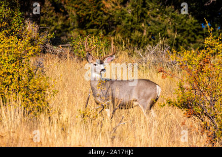 Three buck mule deer enjoying a sunrise on a beautiful Colorado early autumn day Stock Photo