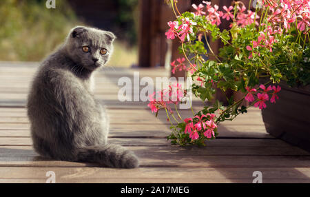 Grey Scottish fold kitten playing outdoor with pink flowers Stock Photo