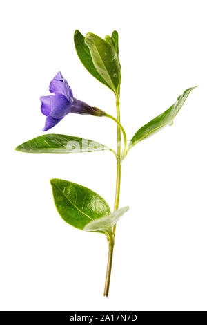 Blooming periwinkle isolated on white background. Medicinal plant from various tumors, closeup Stock Photo
