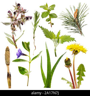 Set of various plants isolated on a white background. Some herbs are used for both medical and food purposes Stock Photo