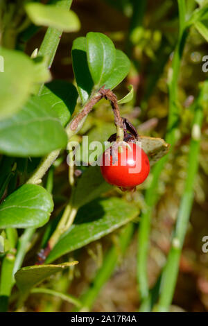 Cowberry - Vaccinium vitis-idaea  Red Berry of Highland Plant Stock Photo