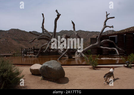 Branches of dead tree that exalt beauty of the trunk that is reflected in the pond of water under the Stock Photo