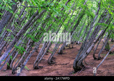Forest in the Valbona Valley National Park on the way to Theth, Albania Stock Photo