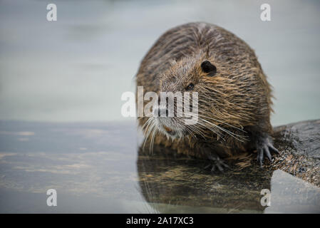 Portrait of nutria sitting in the water Stock Photo