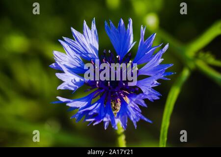 Single cornflower flower Stock Photo
