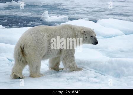 Polar bear (Ursus maritimus) stands on ice floe, pack ice limit, Spitsbergen, Norway Stock Photo