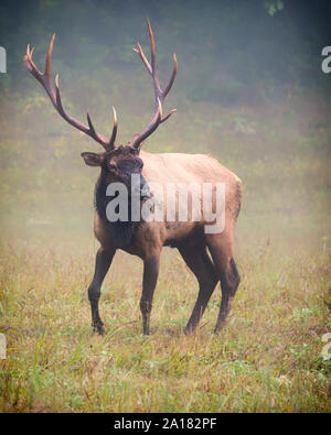 Bull Elk moving through a field in the fog Stock Photo
