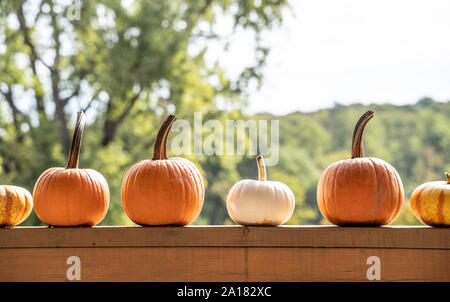 Orange and white pumpkins and gourds on fence, green trees in background. Stock Photo