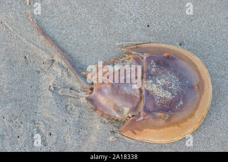 Threatened juvenile Atlantic Horseshoe Crab (Limulus polyphemus) and is on the IUCN Red List. Stock Photo