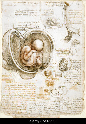 Studies of the Fetus in the Womb by Leonardo da Vinci (1452-1519) circa 1511 showing the human fetus in a breech position inside a dissected uterus. Stock Photo