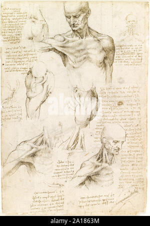 Superficial Anatomy of the Shoulder and Neck by Leonardo da Vinci (1452-1519) made between 1510-12 showing the muscles of the shoulder human. Stock Photo