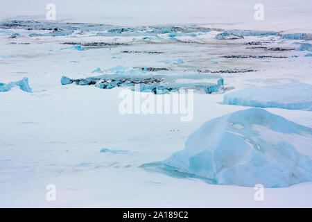 wildlife Stock Photo