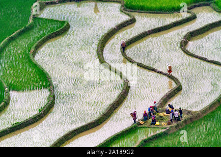 Rice fields in Mu Cang Chai area, Yen Bai province, in northwestern part of Vietnam. Stock Photo