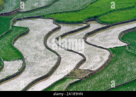 Rice fields in Mu Cang Chai area, Yen Bai province, in northwestern part of Vietnam. Stock Photo