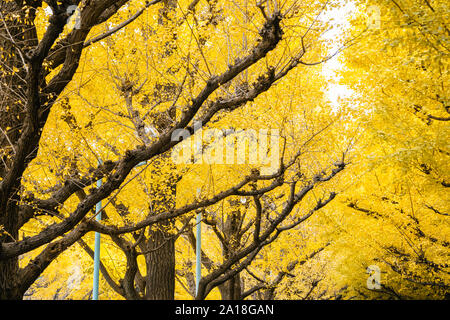 Autumn yellow ginkgo trees road at Meiji Jingu Gaien in Tokyo, Japan