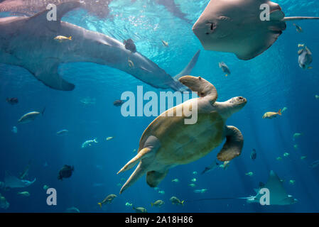 A wonderful display of ocean life at the Georgia Aquarium's Ocean Voyager exhibit in downtown Atlanta, Georgia. (USA) Stock Photo