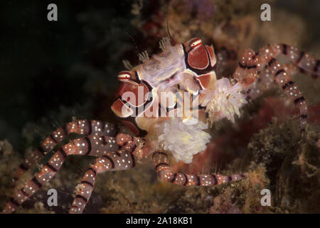Boxer crab (Lybia tessellata).  Underwater macro picture from diving in Ambon, Indonesia Stock Photo