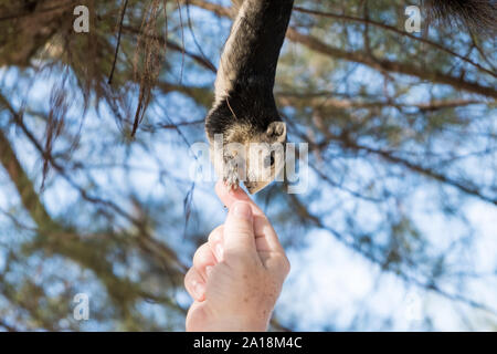 person feeds the squirrel. a funny squirrel eats from the palm of your hand. Feeding animals in the forest Stock Photo
