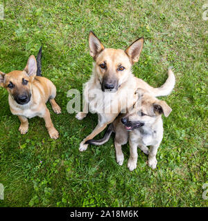 A top view of a family of purebred funny dogs looking down from below with large cute black eyes against a background of green grass. Dog mom and her Stock Photo