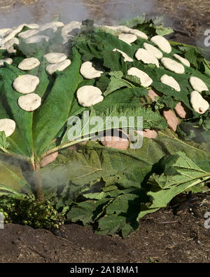 ACHAO, CHILE - FEBRUARY 6, 2016: The traditional Chilotan dish Curanto al hoyo is being prepared in a hole in the ground. Stock Photo