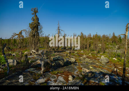 Dry crooked tree in the wasteland on the top of the mountain. Russia. Karelia. Vottovaara mountain after the wildfire. Stock Photo