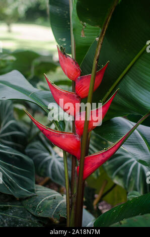 Heliconia in bloom Stock Photo