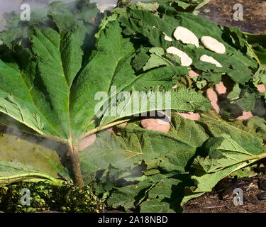 ACHAO, CHILE - FEBRUARY 6, 2016: The traditional Chilotan dish Curanto al hoyo is being prepared in a hole in the ground in Achao, Chiloe in Chile Stock Photo
