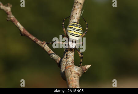 A non-native female Wasp Spider, Argiope bruennichi, perching on a twig in a field in the UK. A non-native female Wasp Spider, Argiope bruennichi, perching on a twig in a field in the UK.
