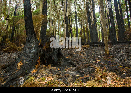 Burned forestation at Mount Dandenong, Victoria, Australia Stock Photo