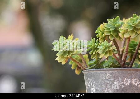 Closeup of little Aloe Vera plant growing in the flower pot/ Healthy medicine concept/ Gardening concept Stock Photo