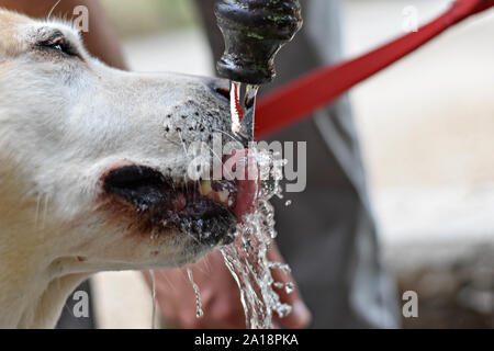 Cute Labrador retriever dog drinking clean cold water from water faucet - Image Stock Photo