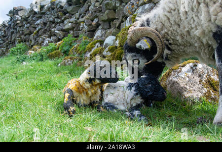 Swaledale ewe cleaning newborn twin lambs, Cumbria, UK. Stock Photo