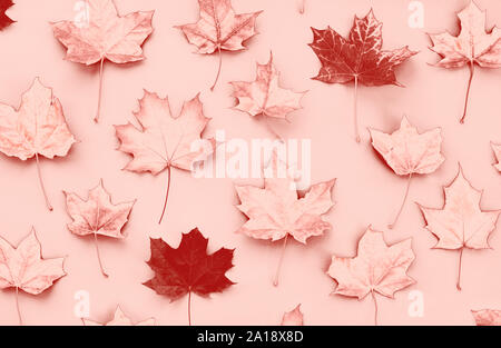 Pattern of monochrome pastel pink autumn maple leaves on a pink background. Flat lay, top view. Stock Photo