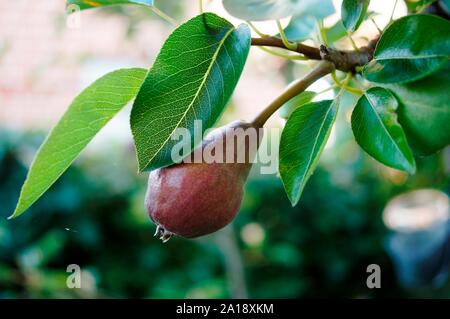 williams christ pear,Ripe pear fruits stock ,photo,Red Williams Pear Tree. Red Williams is a slow growing and fertile pear is a large and aromatic Stock Photo