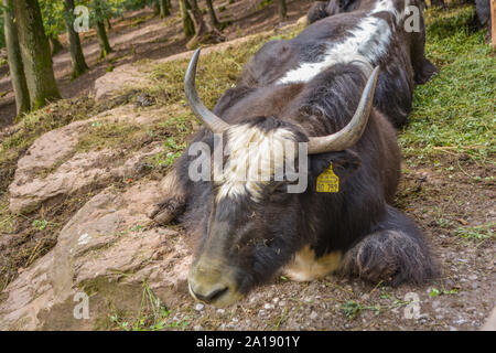 Yak in the forest sleeping in Tripsdrill, South of Germany Stock Photo