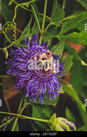 a close up of passiflora flower Stock Photo