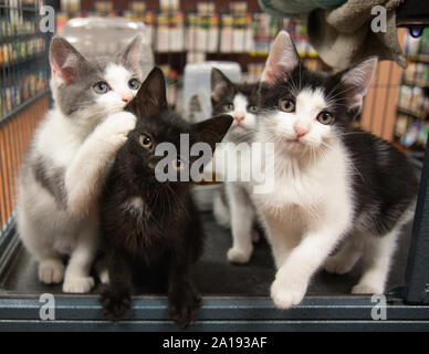 Three Kittens One Background Cat Pet Store Cage Black White Grey Sitting Cute Portrait Kitten Cats Pet Pets Funny Stock Photo